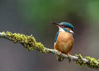 Alexsar Art Tuinschilderij ijsvogel 70x50cm - thumbnail