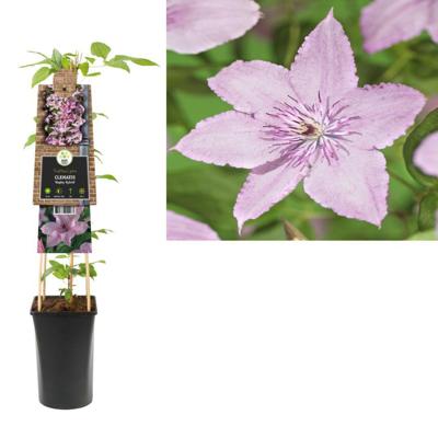 Klimplant Clematis Hagley Hybrid - Roze Bosrank