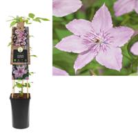 Klimplant Clematis Hagley Hybrid - Roze Bosrank - thumbnail