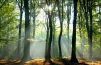 Alexsar Art Tuindoek zonnestraal 210x140cm - thumbnail