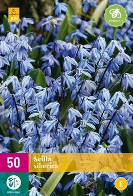 Scilla siberica 50 bollen