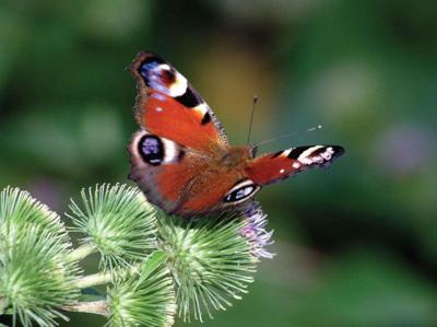 Dagpauwoog 70x50cm Tuinschilderij Customize-it - Customize it