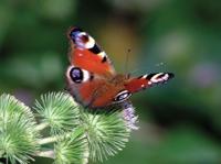 Dagpauwoog 70x50cm Tuinschilderij Customize-it - Customize it - thumbnail