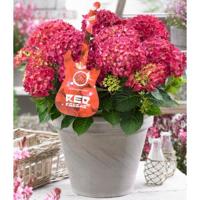 Hydrangea Macrophylla Music Collection "Red Reggae"® boerenhortensia - 25-30 cm - 1 stuks - thumbnail