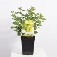 Groene kruisbes (ribes uva crispa "Hinnonmäki Grön") fruitplanten - In 5 liter pot - 1 stuks - thumbnail