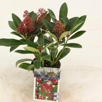 Skimmia (Skimmia Japonica “Rubella”) heester - 15-20 cm (P9.5) - 18 stuks - thumbnail