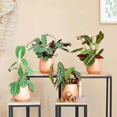 Kleurrijke Kamerplantenmix - P12 - 4 stuks