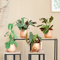 Kleurrijke Kamerplantenmix - P12 - 4 stuks - thumbnail