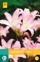 Amaryllis belladonna - thumbnail