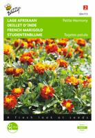 Tagetes, lage Afrikaan Petite Harmony - thumbnail