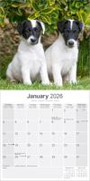 Fox Terrier Kalender 2026 - thumbnail
