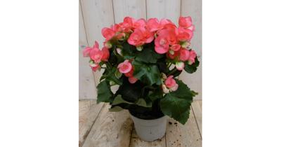 Kamerplant Begonia dubbelbloemig roze - Warentuin natuurlijk
