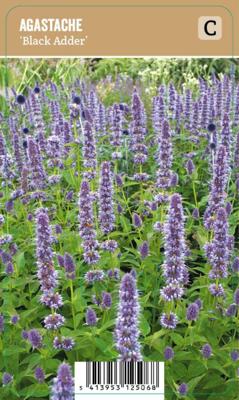 V.I.P.S. Agastache ''Black Adder'' - Anijsplant (P9) V.I.P.S. Agastache ''Black Adder'' - Anijsplant (P9)