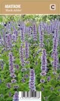 V.I.P.S. Agastache ''Black Adder'' - Anijsplant (P9) - thumbnail