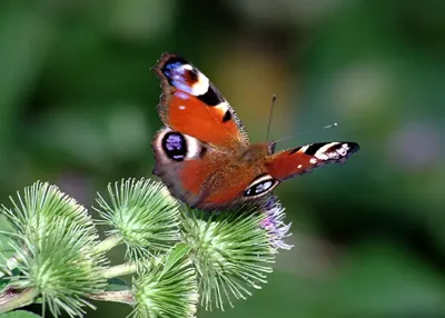 Alexsar Art Tuinschilderij dagpauwoog 70x50cm