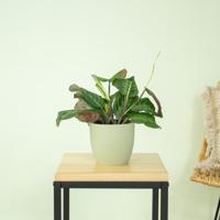 Maranta Cat Mustache/NoID - P12 - thumbnail