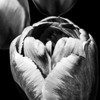 Schilderij - Tulp Zwart-Wit, 3 maten , premium print - thumbnail