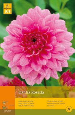 Dahlia rosella 1st bloembol zomer Dahlia JUB - Jub