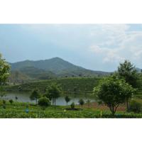 Chinese groene thee los bio 100 Gram - thumbnail