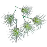 Kunstplant Tillandsia groen 7.5 cm set van 5 | 24 stuks - thumbnail