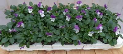 Bosviolen Violen wit/paars 12 stuks in bak Viola Warentuin Natuurlijk - Warentuin natuurlijk