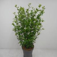 Hibiscus syriacus Red Heart - 80 cm - 4 stuks - thumbnail