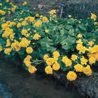 Dubbele dotterbloem (Caltha palustris “multiplex”) moerasplant (6-stuks) - thumbnail