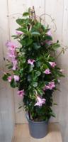 Dipladenia Mandevilla Sundaville roze 140 cm Warentuin Natuurlijk - Warentuin natuurlijk - thumbnail