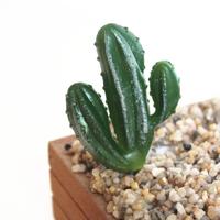 2 stuks kunstmatige mini cactus tuin landschap thuiskantoor decoratie stijl: een cactus - thumbnail