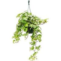 Hedera helix kolibri S hangplant - thumbnail