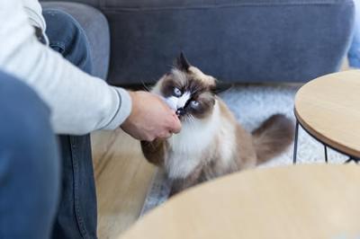 TRIXIE NUGGETS MET KIPPENBORST EN ZALM TRIXIE NUGGETS MET KIPPENBORST EN ZALM