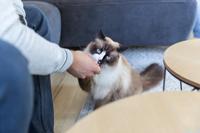 TRIXIE FLOWERS MET KIPPENBORST EN ZALM - thumbnail