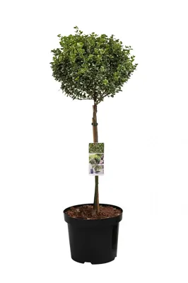 Bontbladige Kardinaalsmuts Gaiety