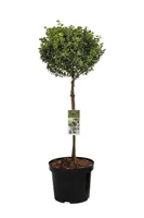 Bontbladige Kardinaalsmuts Gaiety - thumbnail