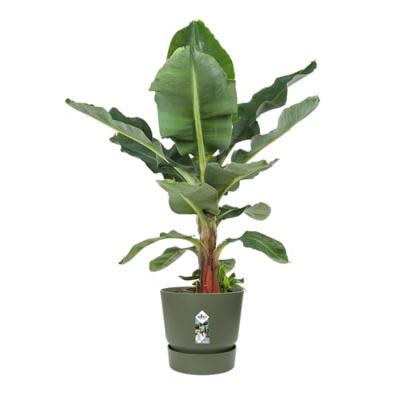 Elho Greenville Pot Blad Groen (Ø 55 cm) Elho Greenville Pot Blad Groen (Ø 55 cm)
