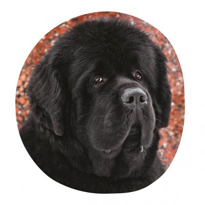 Honden sierkussen rond 40 x 40 cm Honden sierkussen rond 40 x 40 cm