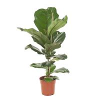 Vioolplant (Ficus Lyrata) - P 17 cm - thumbnail