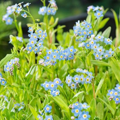 Moerasvergeet-mij-nietje (Myosotis Palustris) moerasplant (6-stuks) Moerasvergeet-mij-nietje (Myosotis Palustris) moerasplant (6-stuks)
