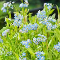 Moerasvergeet-mij-nietje (Myosotis Palustris) moerasplant (6-stuks) - thumbnail