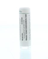Homeoden Heel Rhus toxicodendron D30 6 Gram - thumbnail