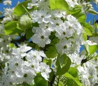 Lei-sierpeer - thumbnail