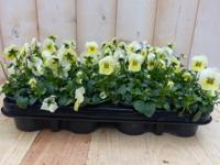 Bosviolen Violen Geel 12 stuks Viola Warentuin Natuurlijk - Warentuin natuurlijk - thumbnail