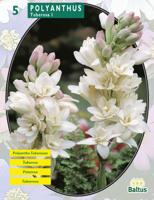 Zomer Bloembollen Polyanthus Tuberosa per 5 Baltus - Baltus - thumbnail
