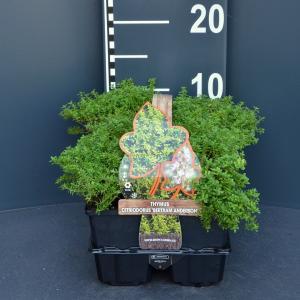 Citroentijm (thymus citriodorus "Bertram Anderson") bodembedekker - 4-pack - 1 stuks