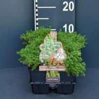 Citroentijm (thymus citriodorus "Bertram Anderson") bodembedekker - 4-pack - 1 stuks - thumbnail