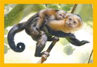 Clementoni legpuzzel 4in1 baby cuddles - thumbnail