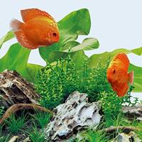 Juwel LED lamp Day 31 Watt 1200 mm - LED Tube Juwel Gebr. de Boon - Gebr de boon - thumbnail