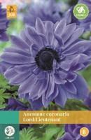 Anemone Coronaria Lord Lieutenant blauw 15 bloembollen Anemoon JUB - Jub - thumbnail