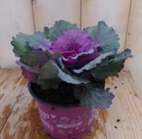 3 stuks! Sierkool lichtpaars/rood Brassica Warentuin Natuurlijk - Warentuin natuurlijk - thumbnail