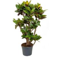 Croton petra XXL kamerplant - thumbnail